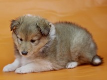puppies