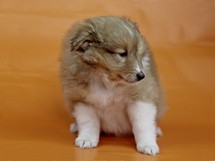 puppies