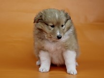puppies