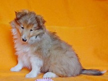 puppies