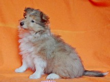 puppies