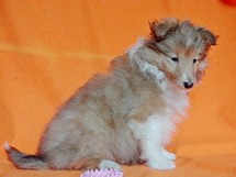 puppies