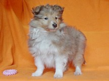 puppies