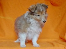 puppies