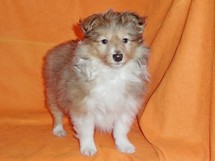 puppies