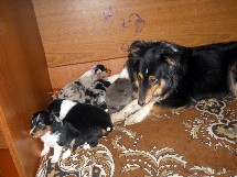 puppies