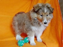 puppies