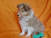 puppies