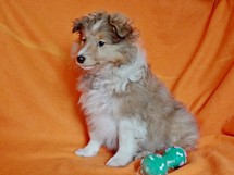 puppies