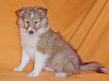 puppies