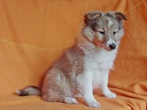 puppies