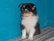 puppies