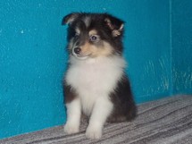 puppies
