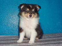 puppies