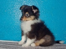 puppies