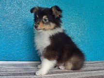 puppies
