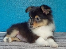 puppies