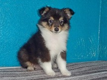 puppies