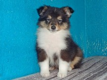 puppies