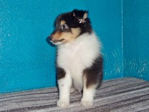 puppies