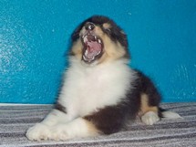 puppies
