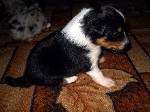 puppies