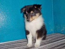 puppies