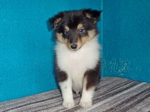 puppies