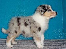puppies