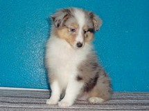 puppies