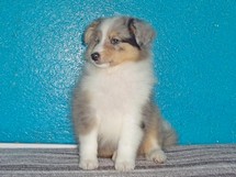puppies