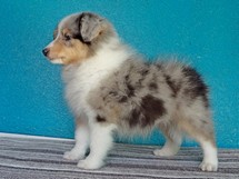 puppies