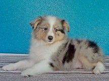 puppies