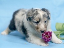 puppies