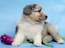 puppies