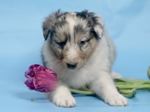 puppies