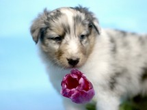 puppies
