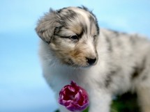 puppies