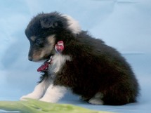 puppies