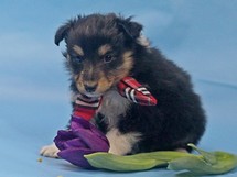 puppies