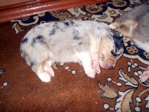 puppies