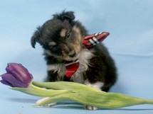 puppies