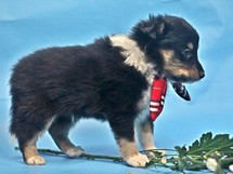 puppies