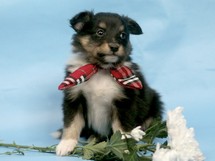 puppies