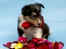 puppies