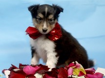 puppies