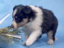 puppies
