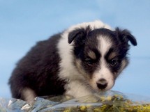 puppies