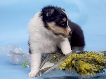puppies