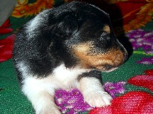 puppies
